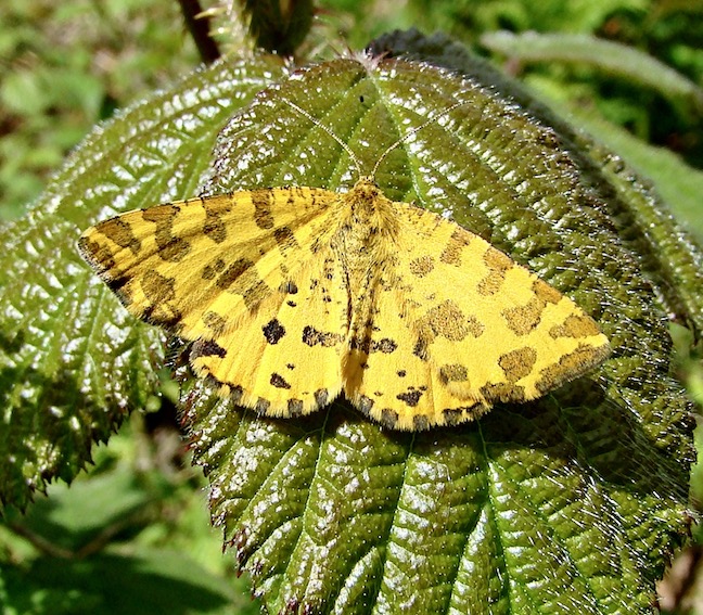 speckled yellow